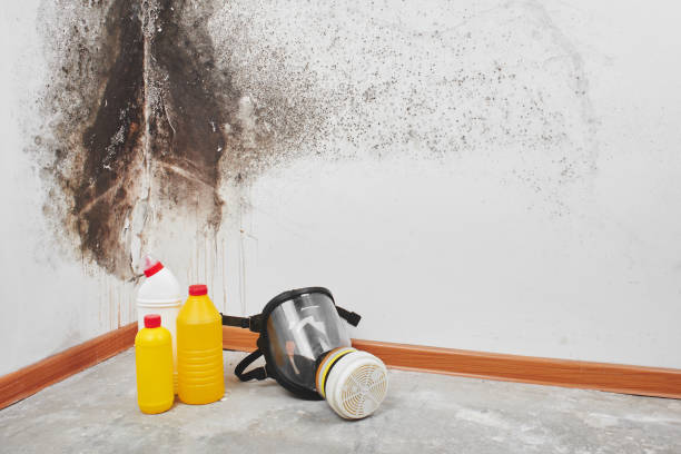 Best Crawl Space Mold Remediation in Woodbridge, VA