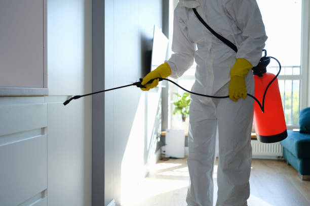 Best Black Mold Remediation in Woodbridge, VA