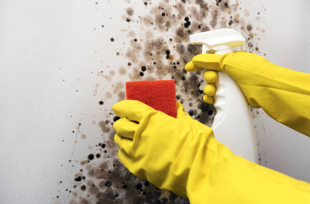 Best Black Mold Remediation in Woodbridge, VA