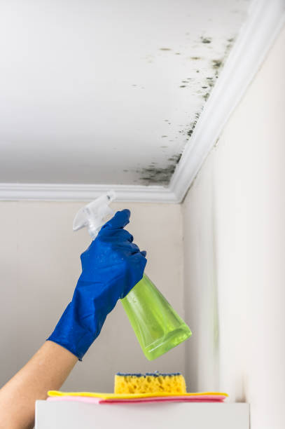 Best Mold Testing and Inspection Services in Woodbridge, VA